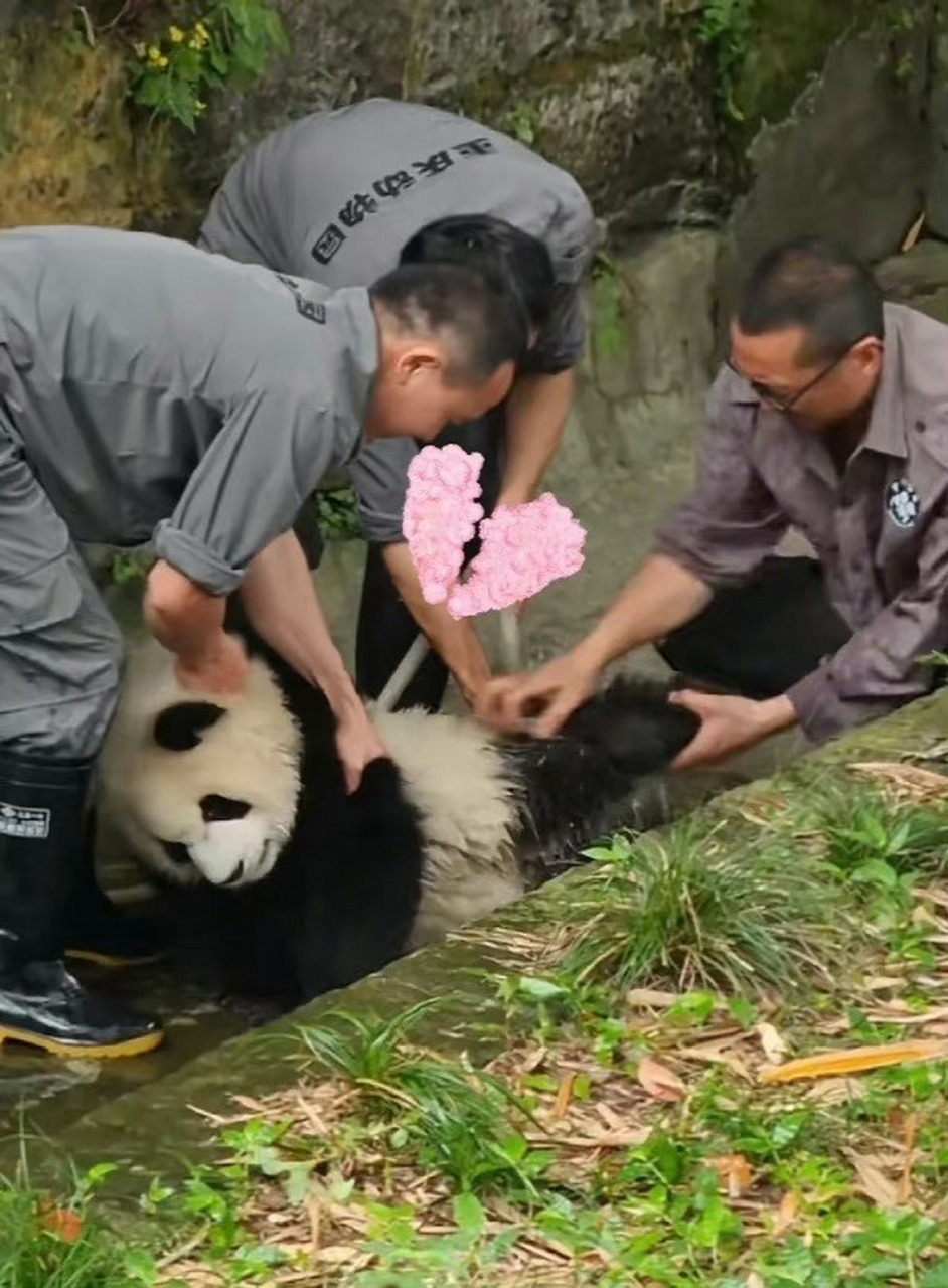 第一次看到熊猫皱眉!