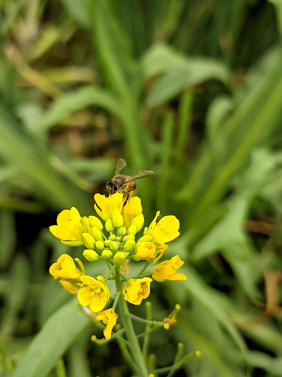 春机dou来赢春日生活打卡季  红花绿叶,岁月如歌.