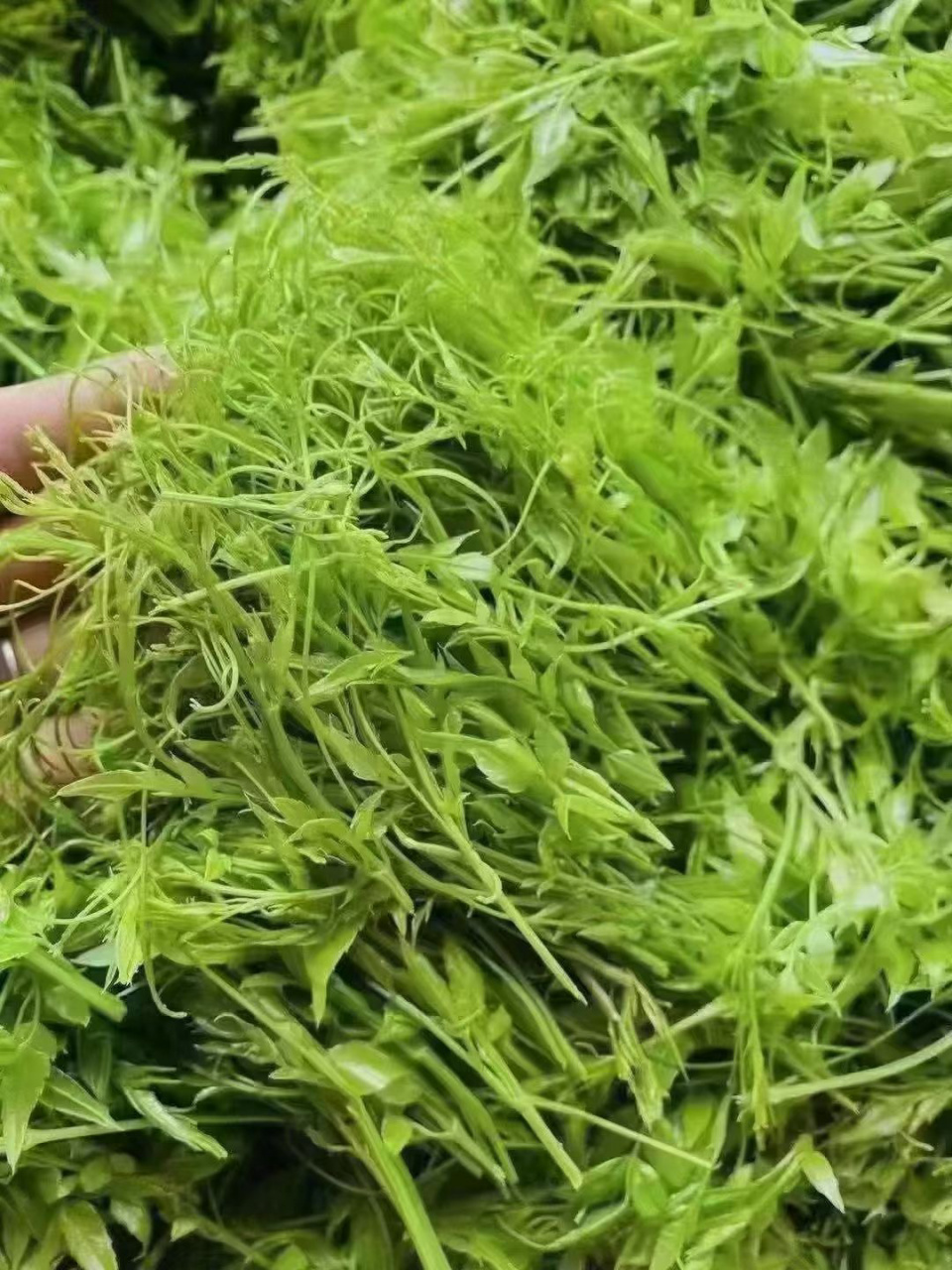 喝莓茶的好处,你还不知道的话就进来看看吧 分享莓茶的功效与作用 1