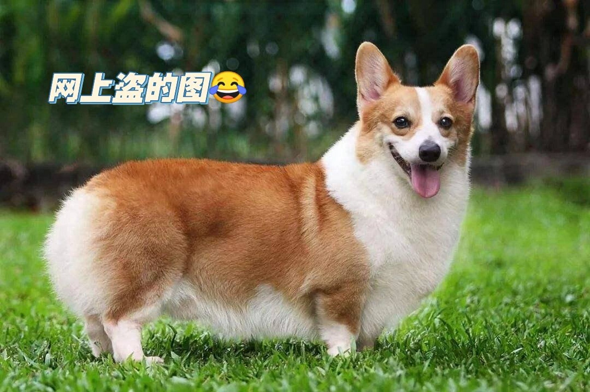 柯基犬不断尾图片图片