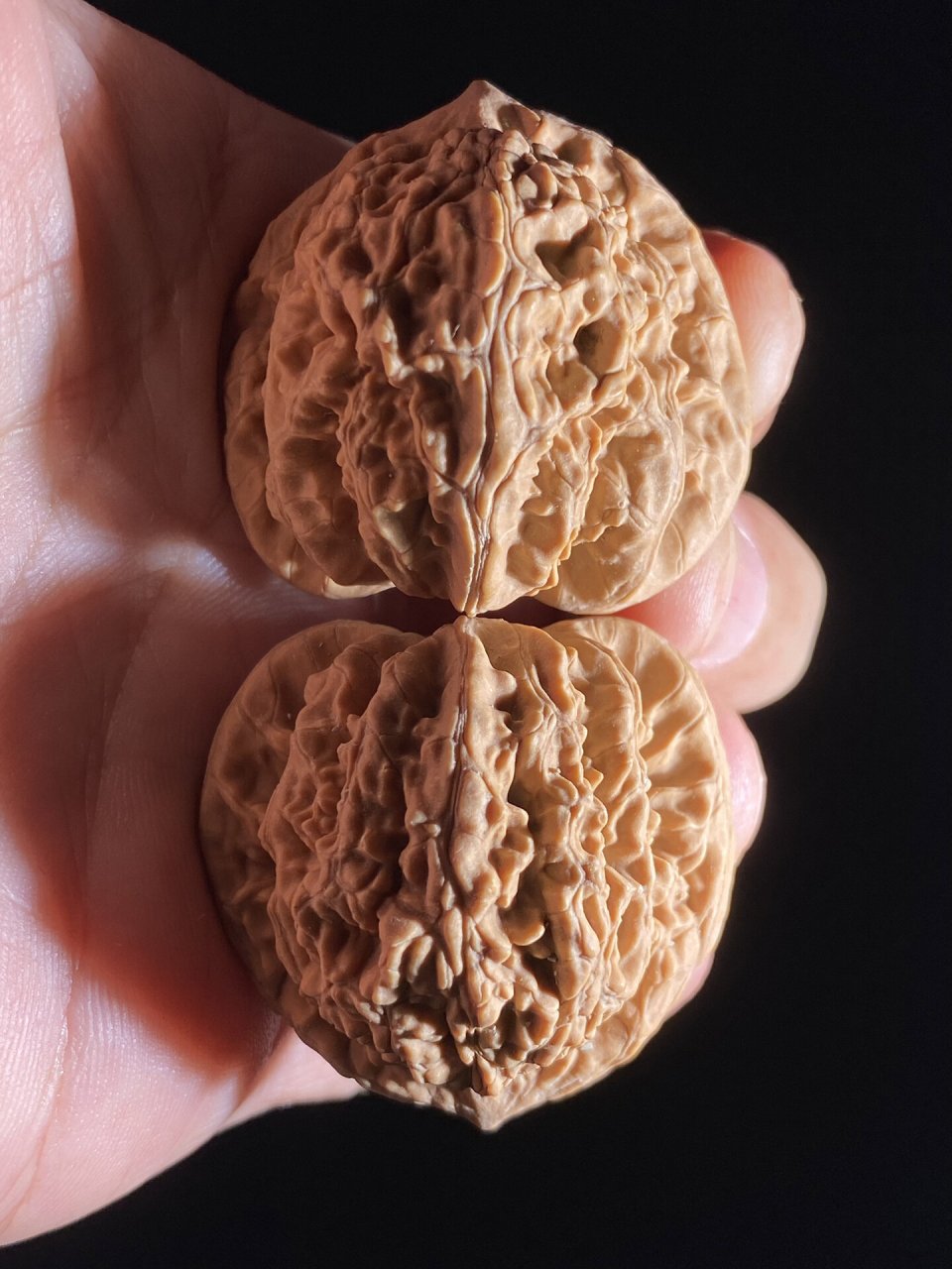 不走酱的房山霞云岭狮子头7515 筋粗,秋后下树自然离皮,尺寸涨手