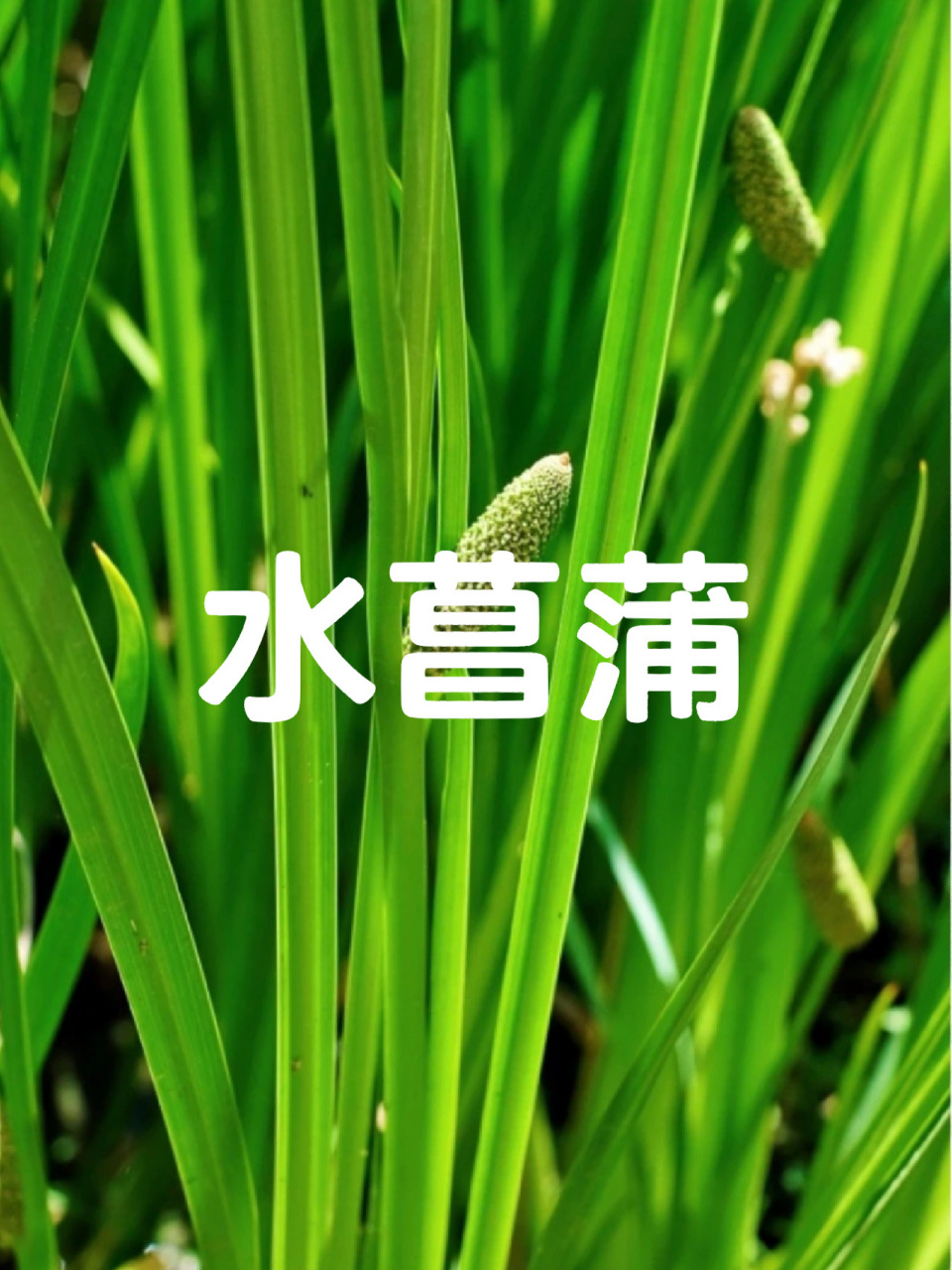 植物百科|菖蒲常见品种及图片 菖蒲其也可以叫做泥菖蒲,野菖蒲,臭菖蒲
