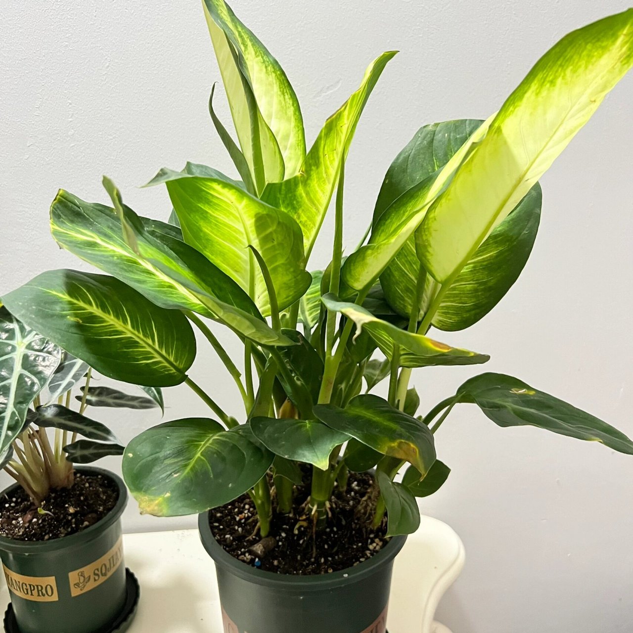 粉黛万年青花盆下面垫一水盘,使水分不断地从小孔中浸入土壤,使盆土