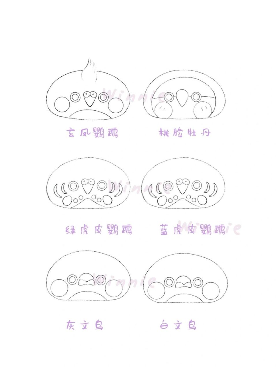 【手绘彩铅小鸟】玄凤/牡丹鹦鹉/文鸟/附线稿 老规矩:完整绘画过程