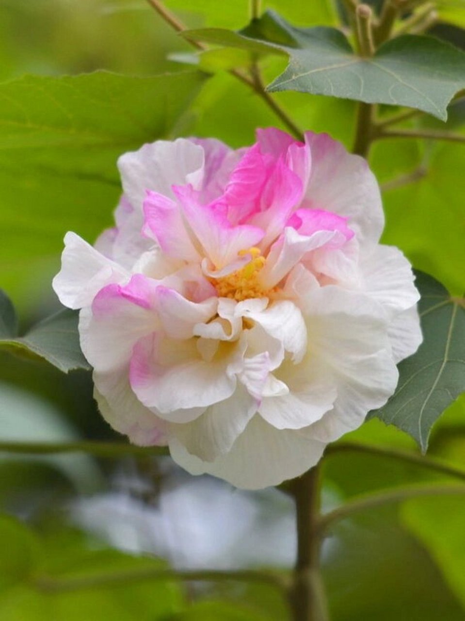 芙蓉花的品种 芙蓉的品种 94白芙蓉:开白花 94粉芙蓉:花色粉红