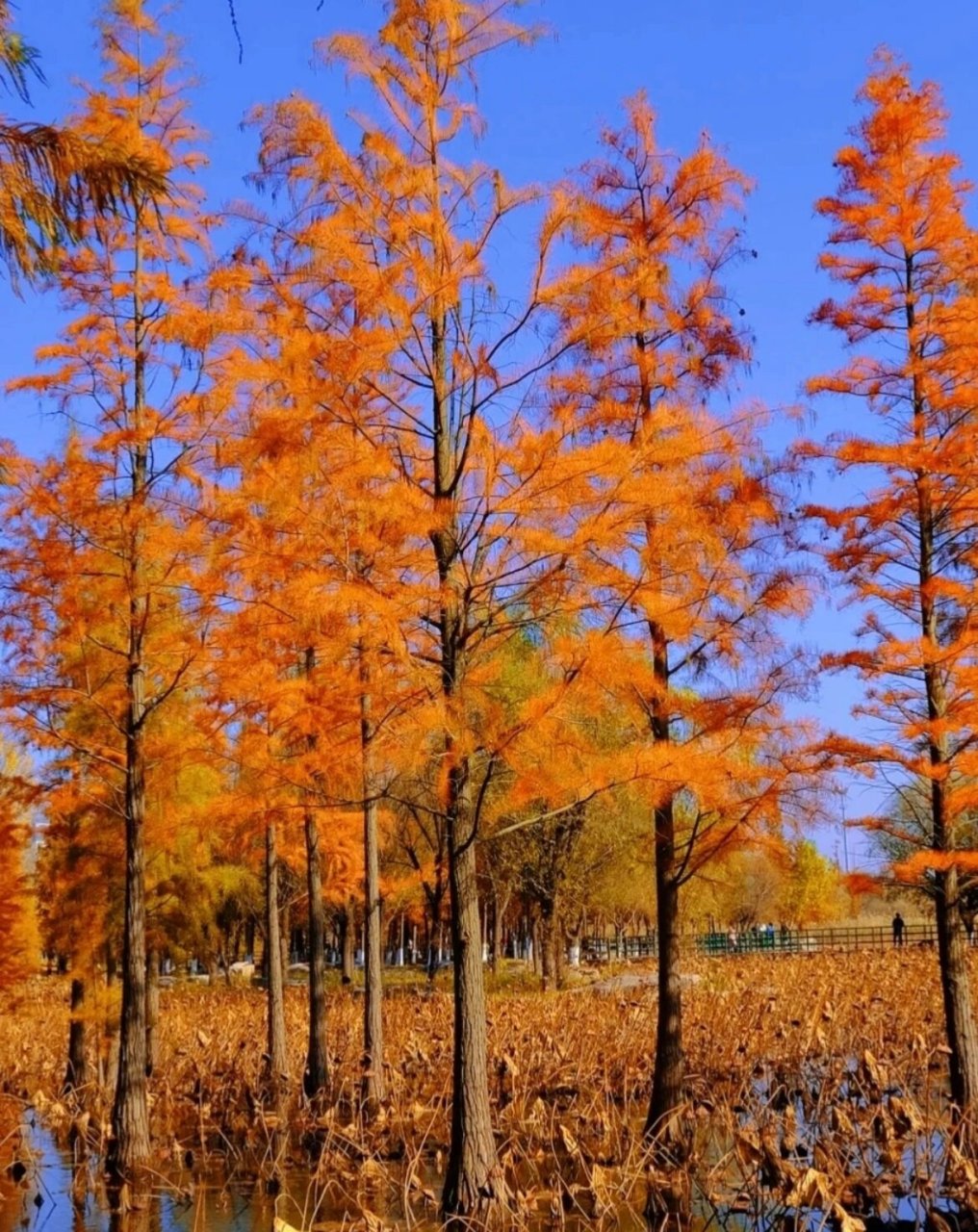 烟台赏秋之鱼鸟河公园94  家门口的风景,周末遛娃好去处～ 导航