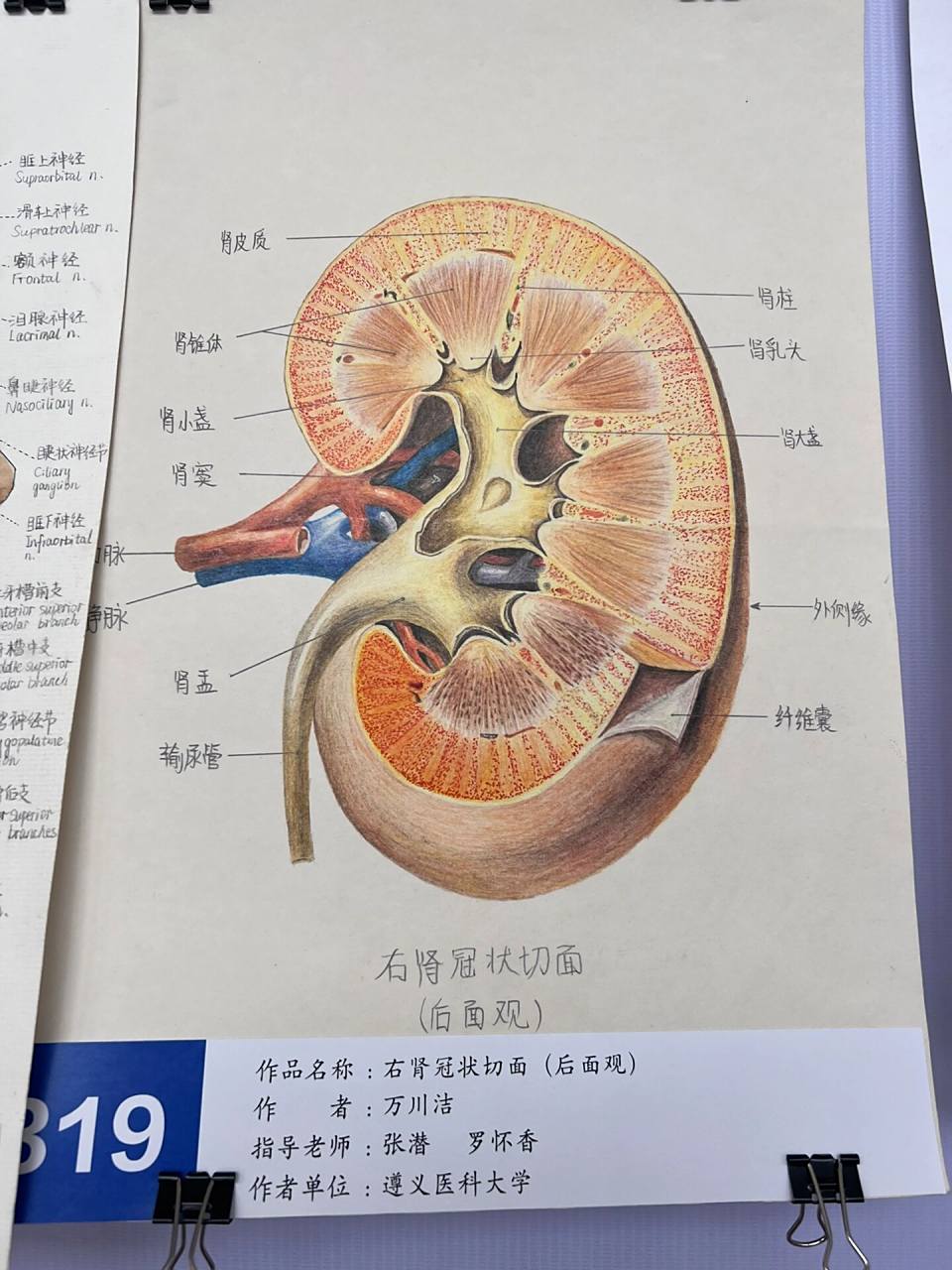 全国解剖学绘图大赛 优秀作品