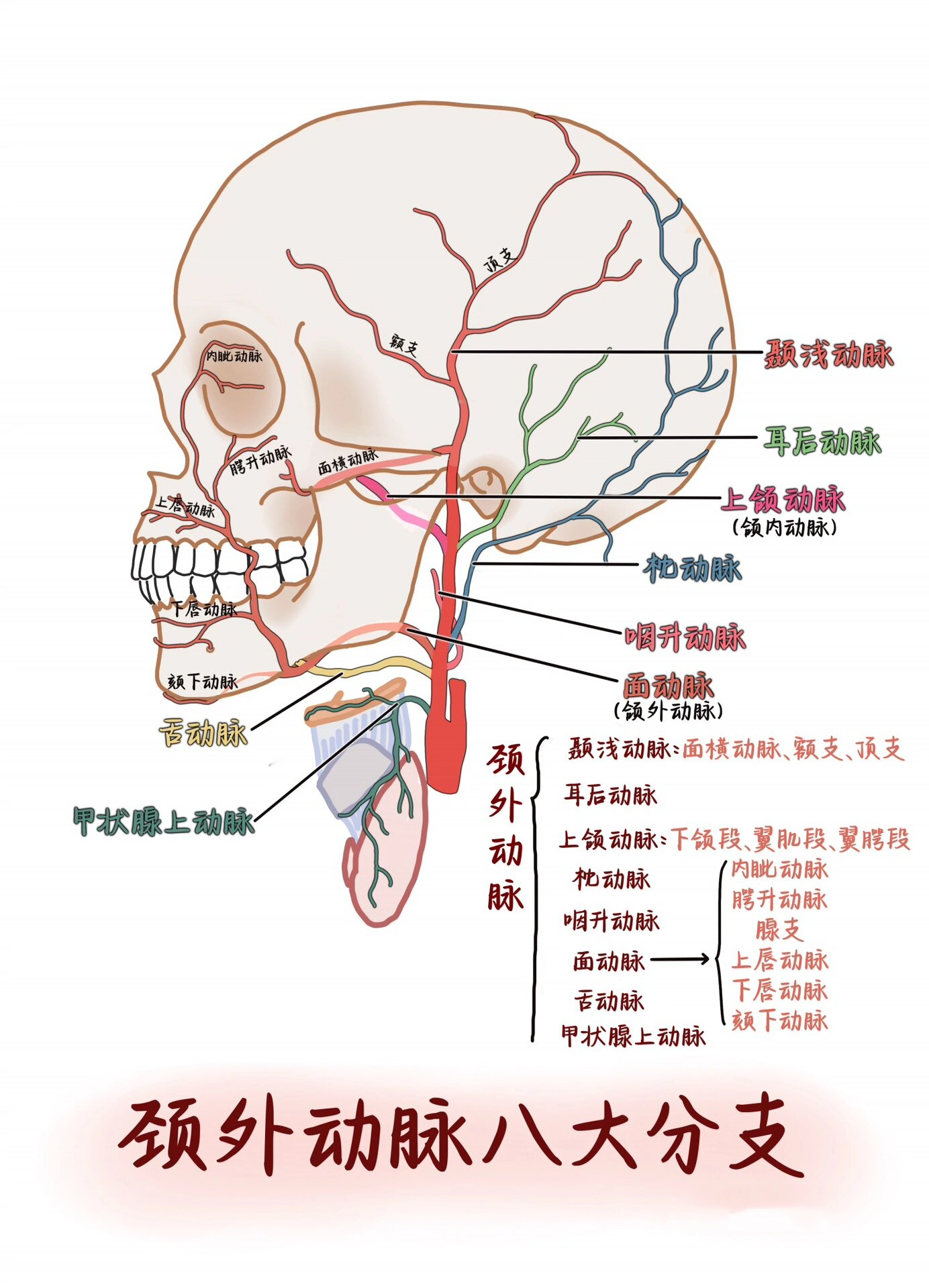 颈内动脉和颈外动脉图片