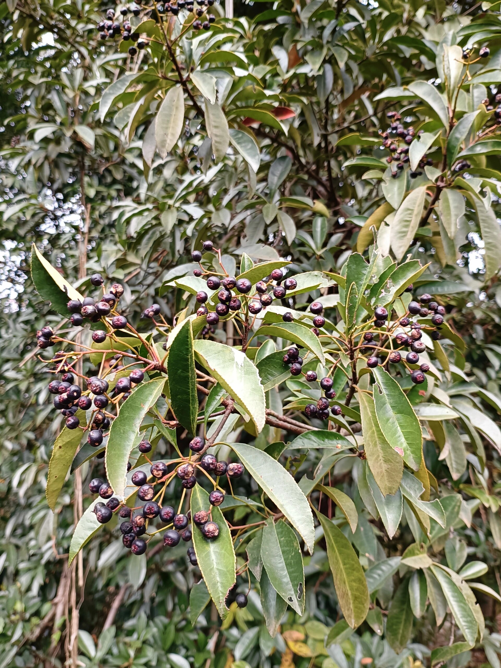 球花石楠果实图片