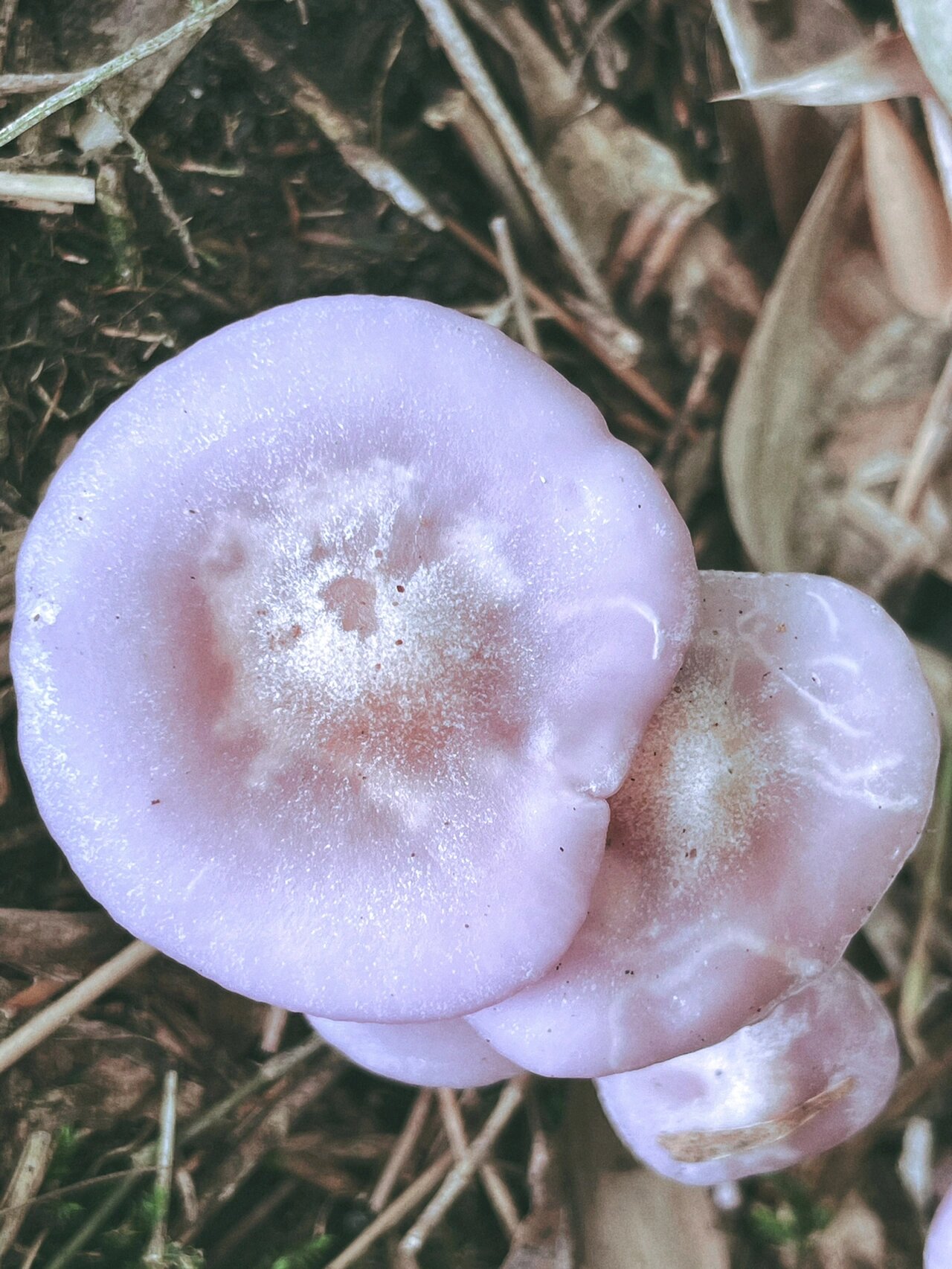 竹林里这种紫色的蘑菇是不是有毒?