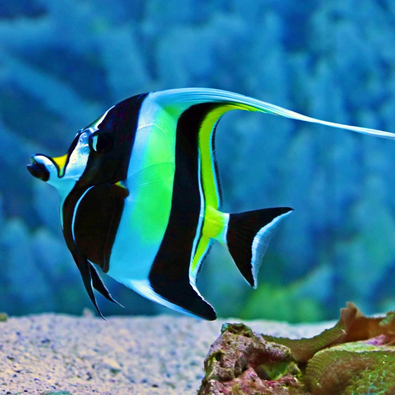 角蝶鱼|嘴巴嘟嘟背鳍长长身体扁扁 98 fantasea·奇妙海洋 	 128.