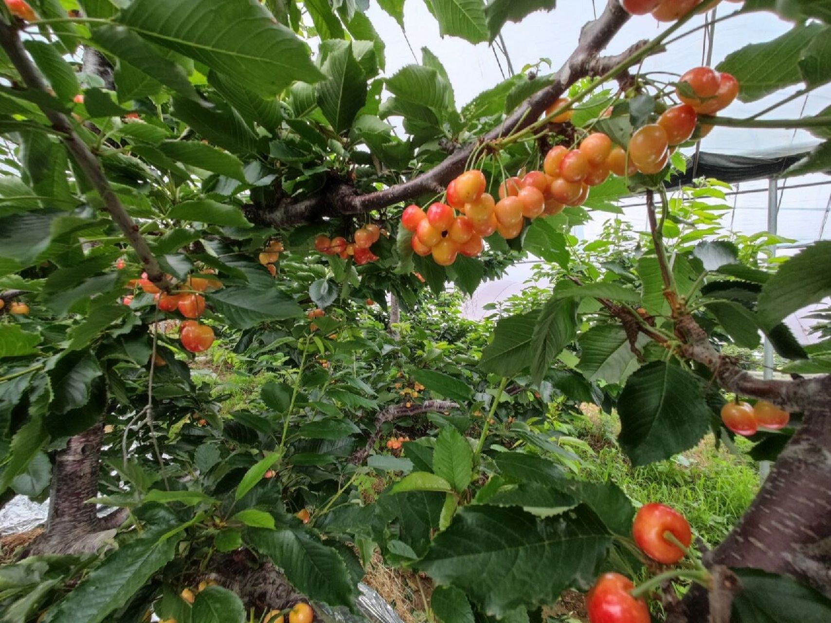 大连当地红南阳樱桃,国内最高端樱桃 大连当地红南阳樱桃,目前国内最