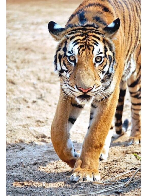 野生华南虎灭绝了吗? 🍀命名:华南虎 (拉丁学名:panthera tigris am