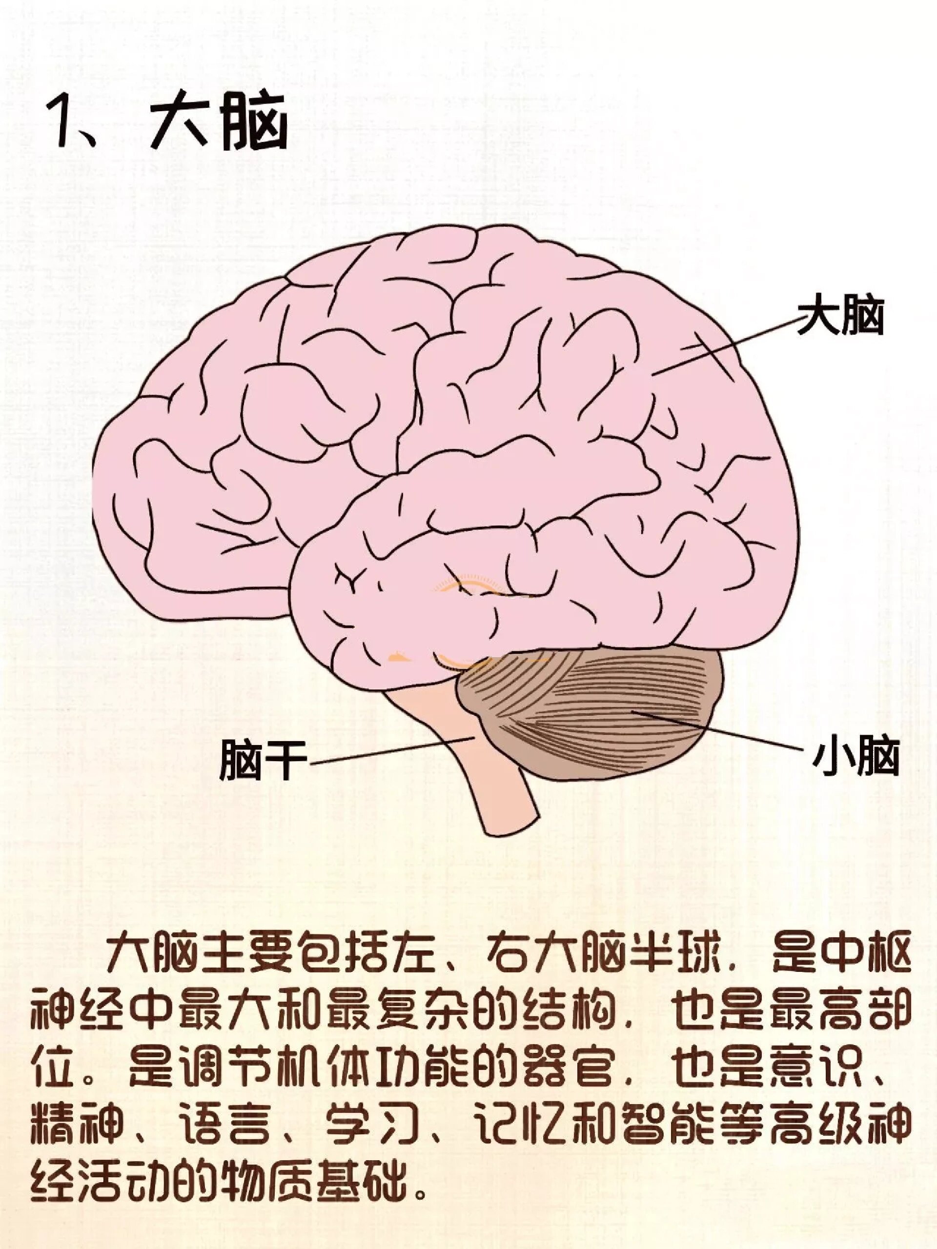 脑袋组成图图片