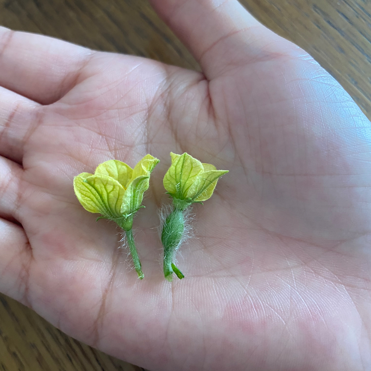 一张图教你分辨西瓜的雄花和雌花91 16615看花托(如图1,2) 雄花