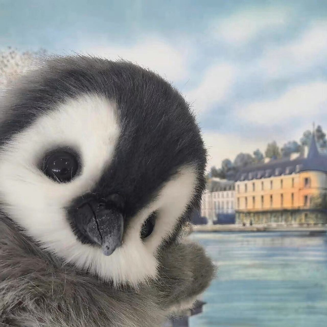 企鹅宝宝93 一组可爱的企鹅头像分享