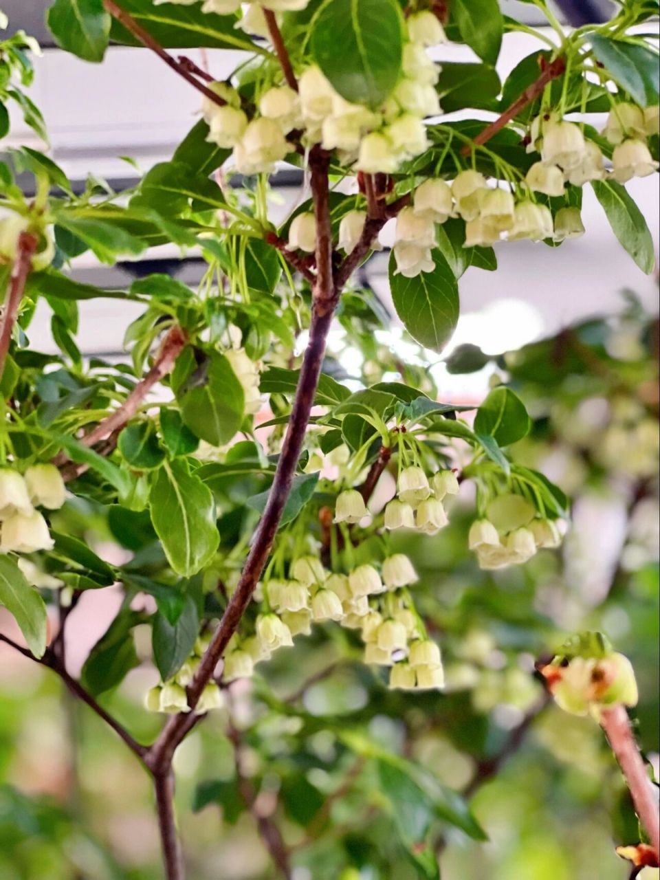 广东吊钟花种植基地图片