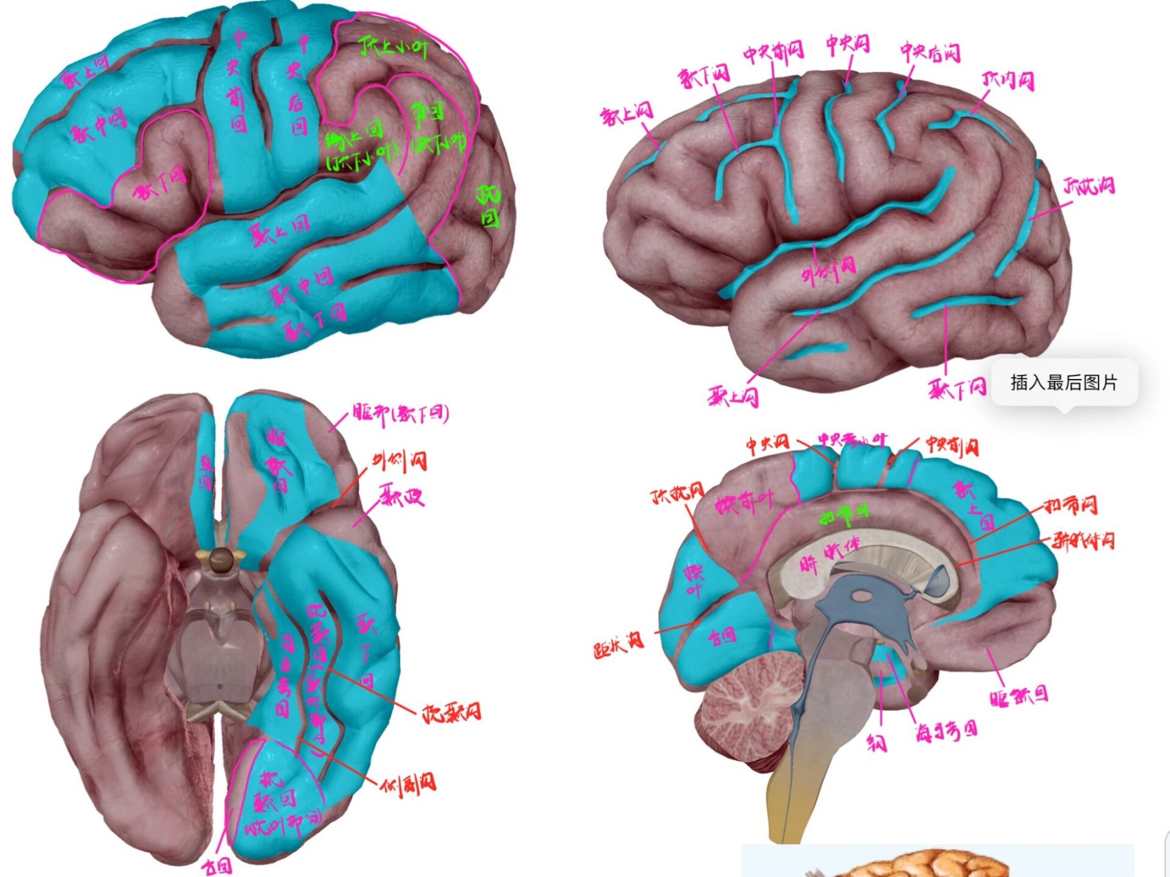 脑沟解剖图图片