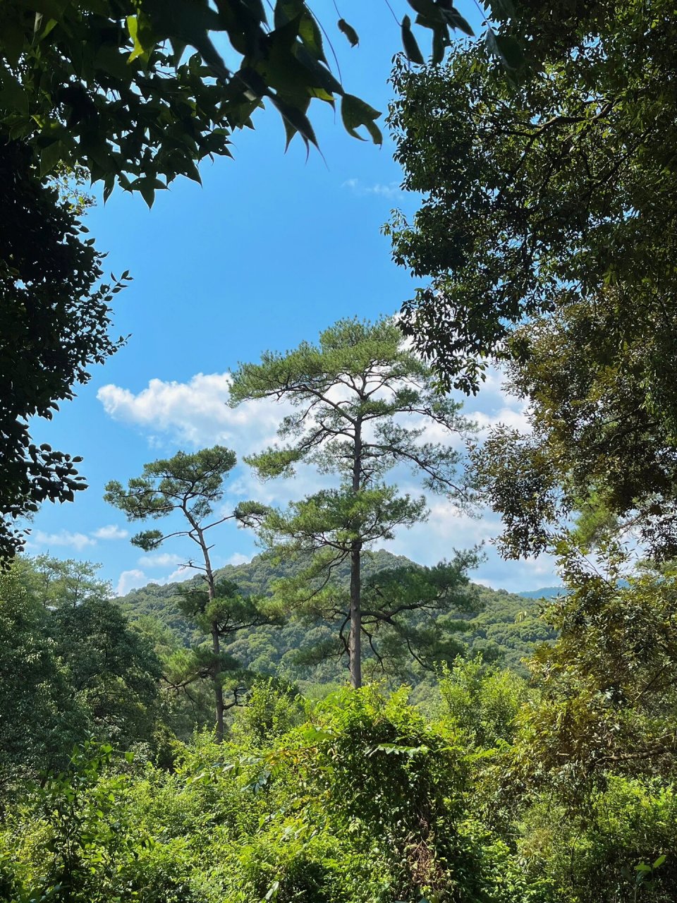 牛姆林生态旅游区图片图片