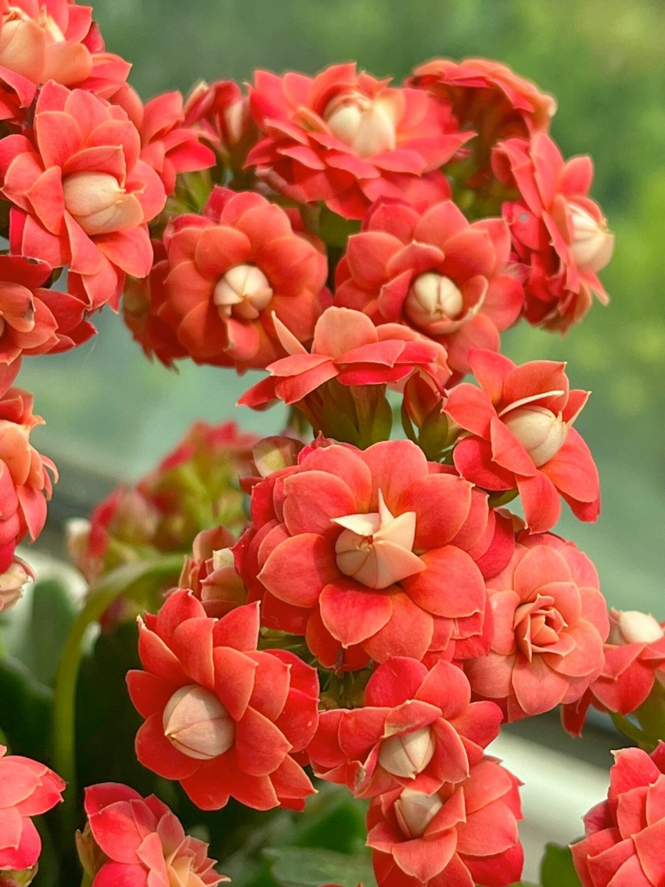 长寿花(114)红石榴 一款红色大花