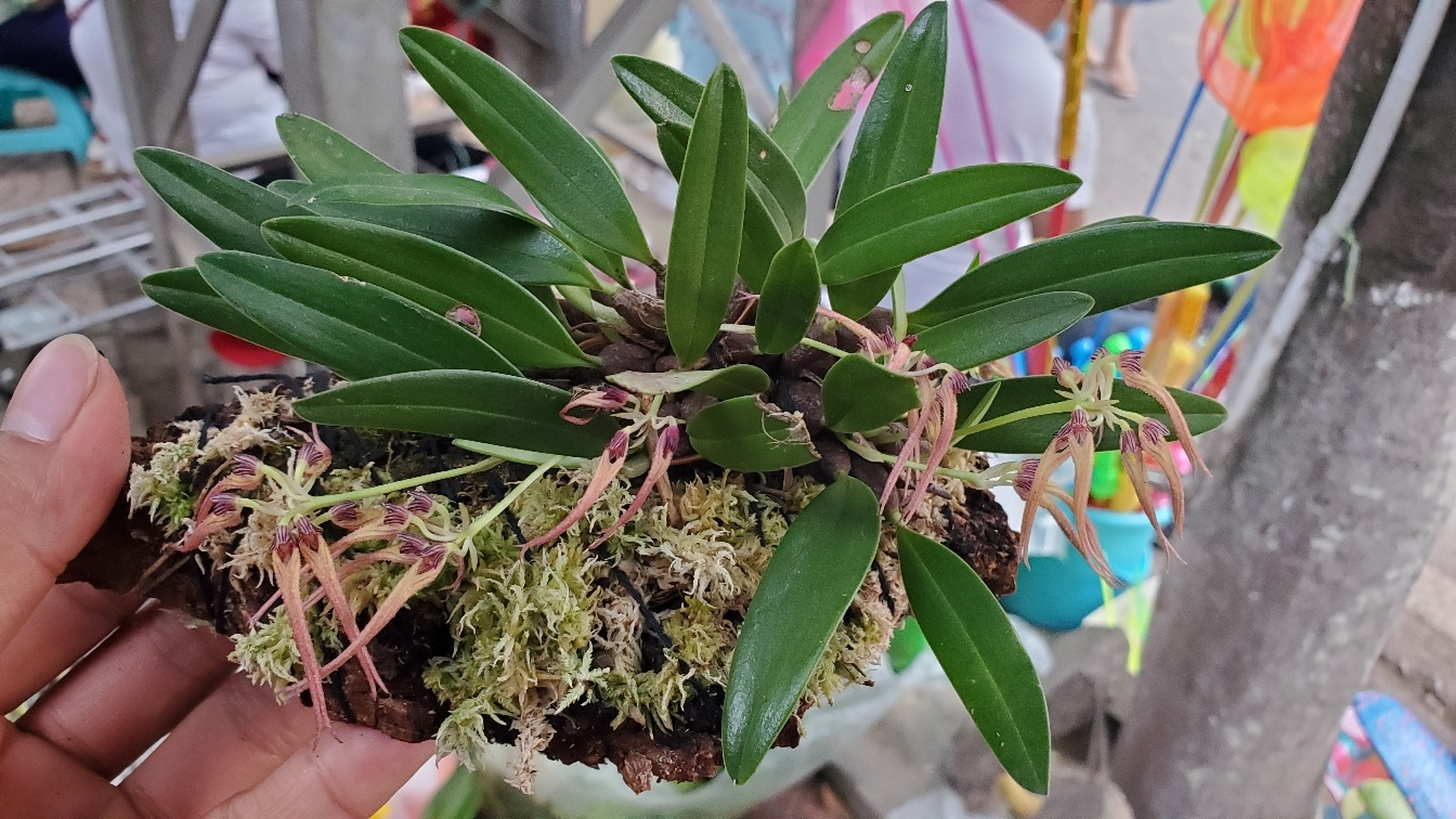 罕见的卷瓣兰品种 #花卉绿植