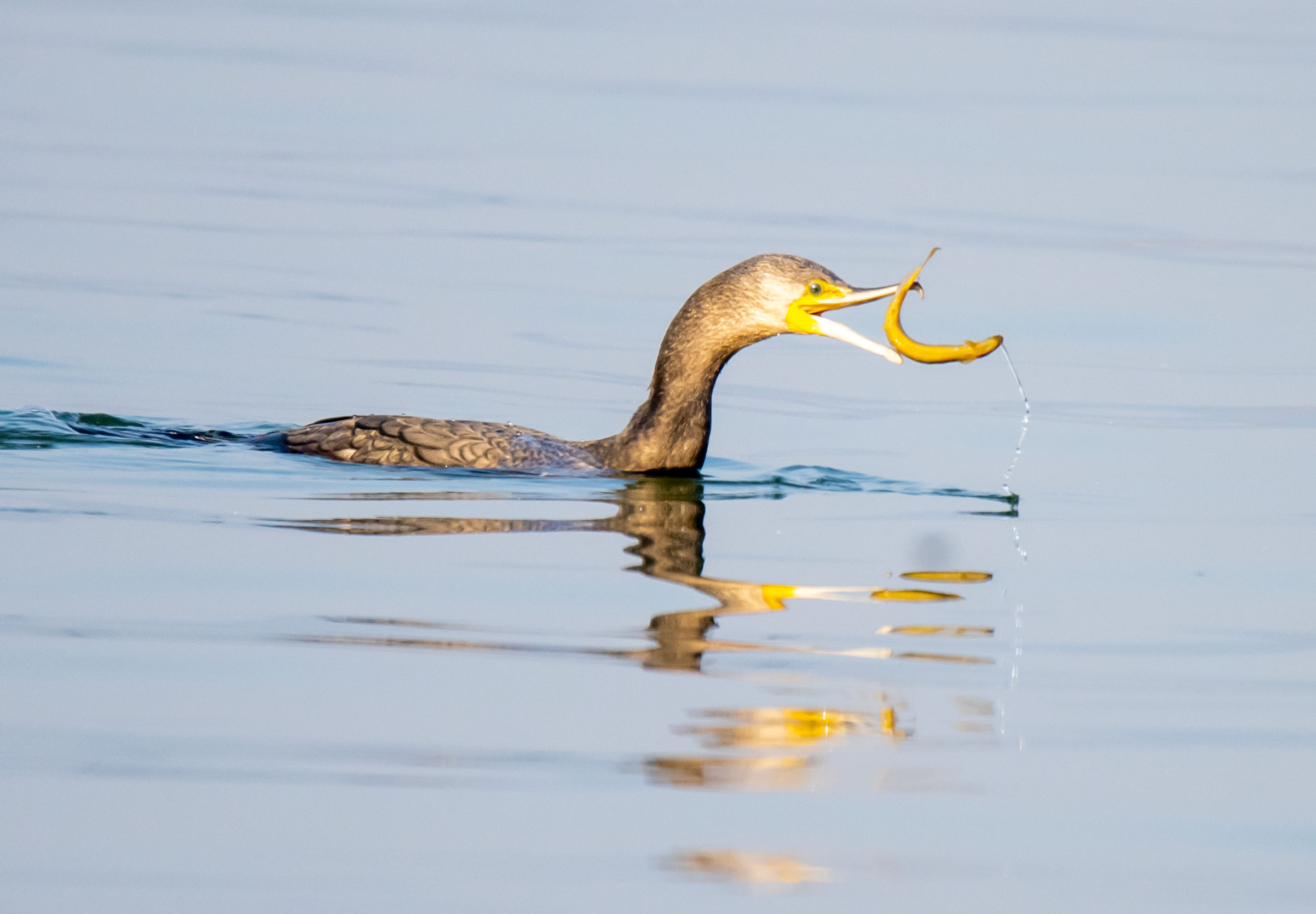 鸬鹚的玩具是泥鳅,苍鹭细品西湖鱼