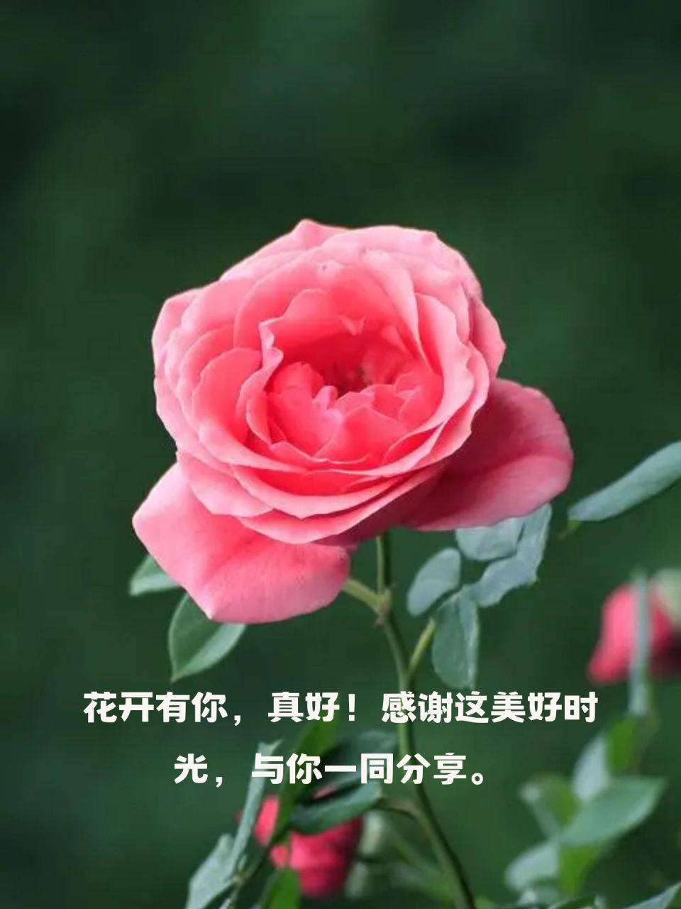 朋友圈给花的照片配文图片