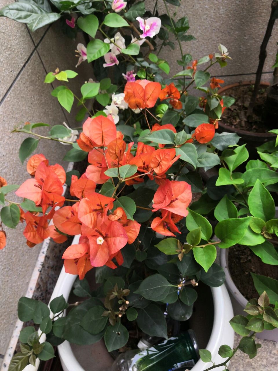 宝老橙三角梅 听说比较懒花,但开花绝对好看!花苞特别大,橙色如火