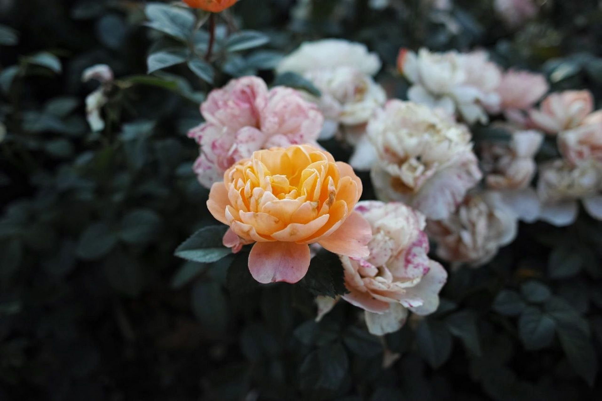 口袋里的顶级画质-适马dp1q 适马dp1q,用的适马独有的x3传感器,跟胶片