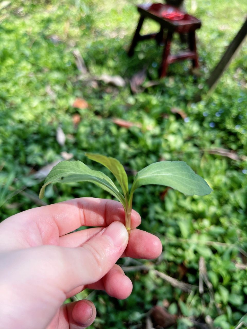 挖野菜居然能有幸让我挖到一棵蓝银草 今天植树节