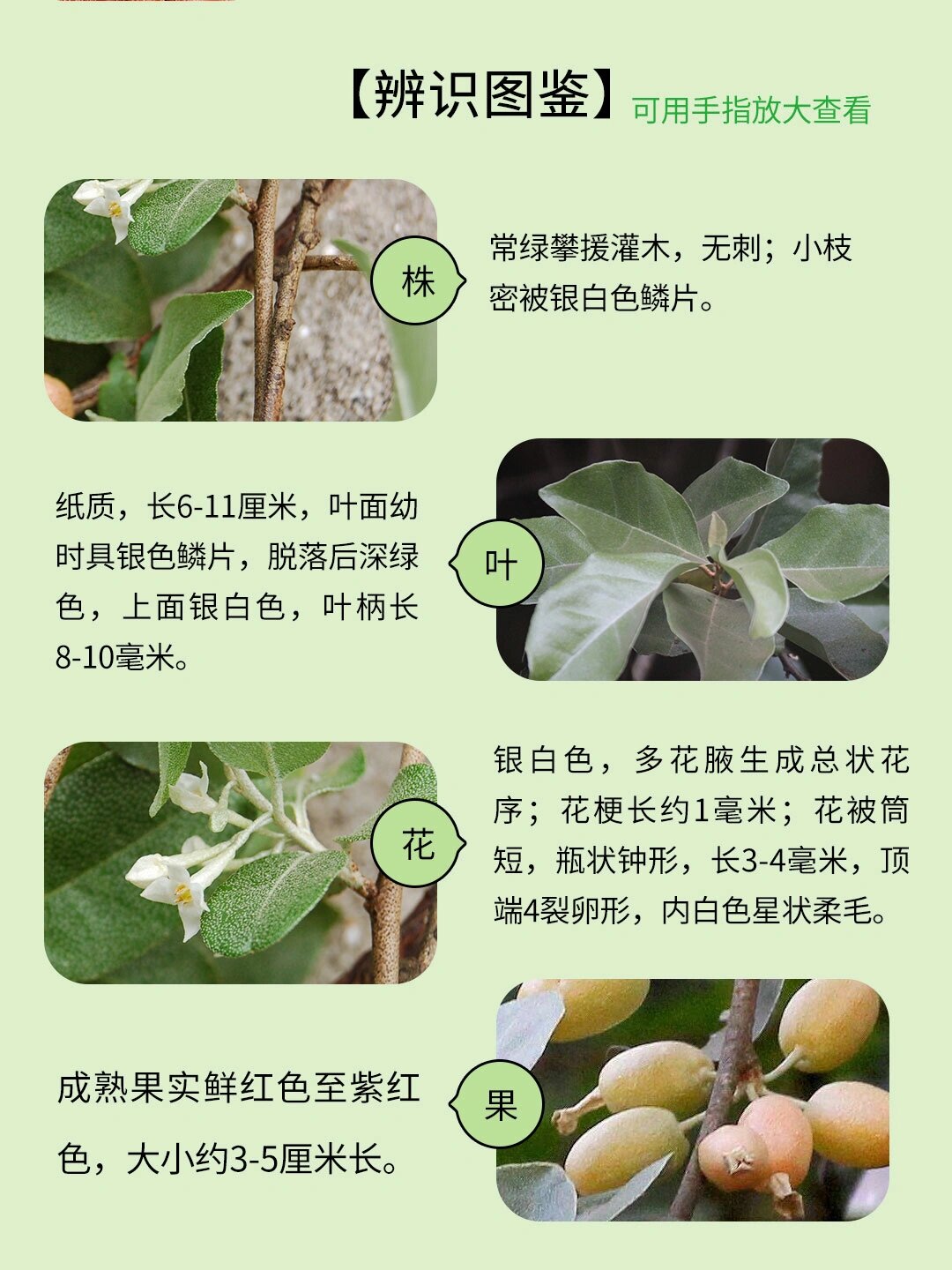野果001 | 羊奶果,vb2含量不愧是野果之王 001羊奶果 001 | 羊奶果