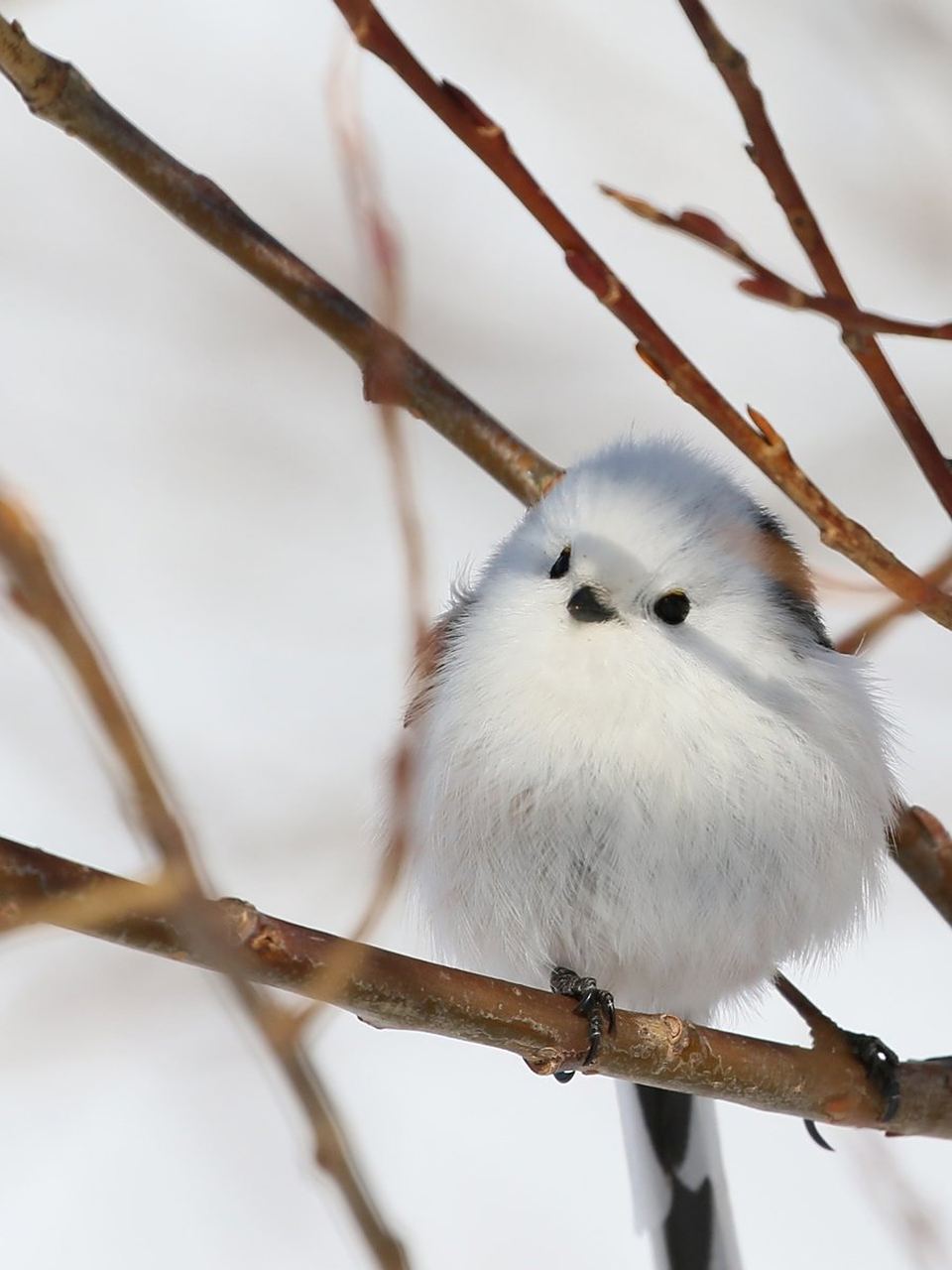 北长尾山雀真的是肥啾中的佼佼者