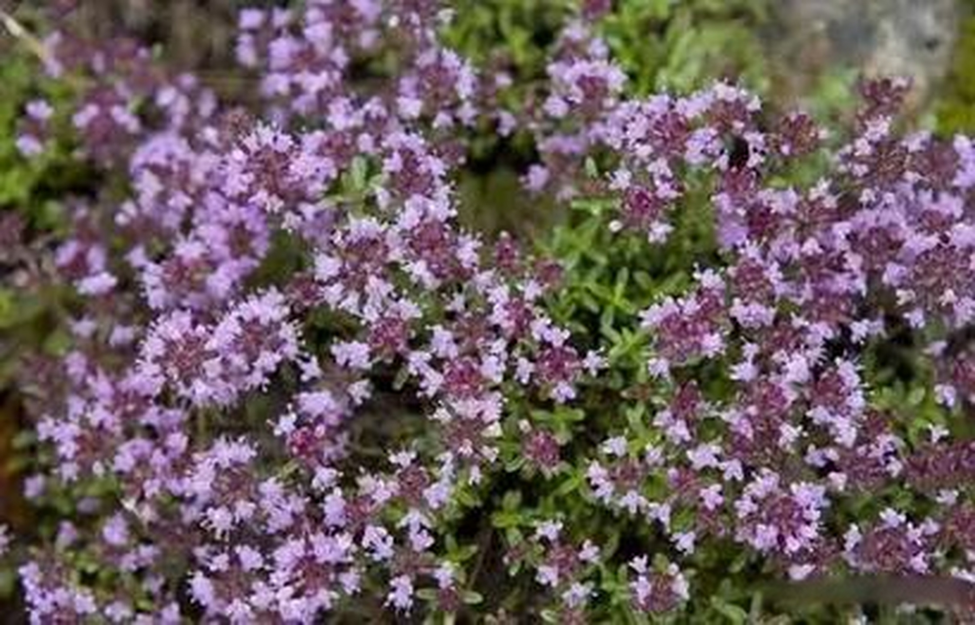 通渭人用地椒花炝浆水的历史传承比较攸久了!