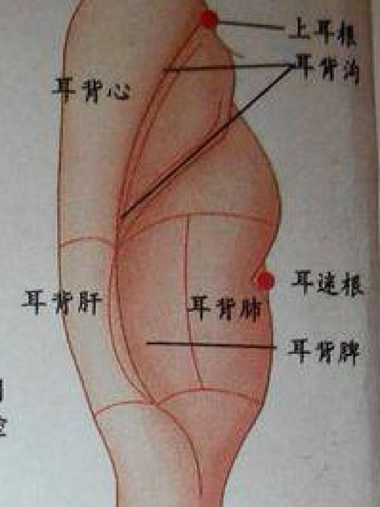 耳部降压沟的准确位置图片