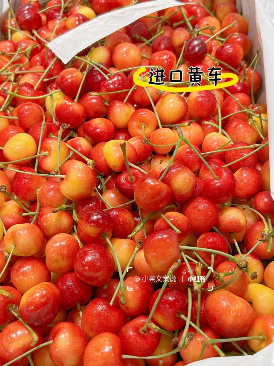 黄金车厘子图文分享 黄金车厘子:95黄金车厘子蕾妮 91亮眼的金