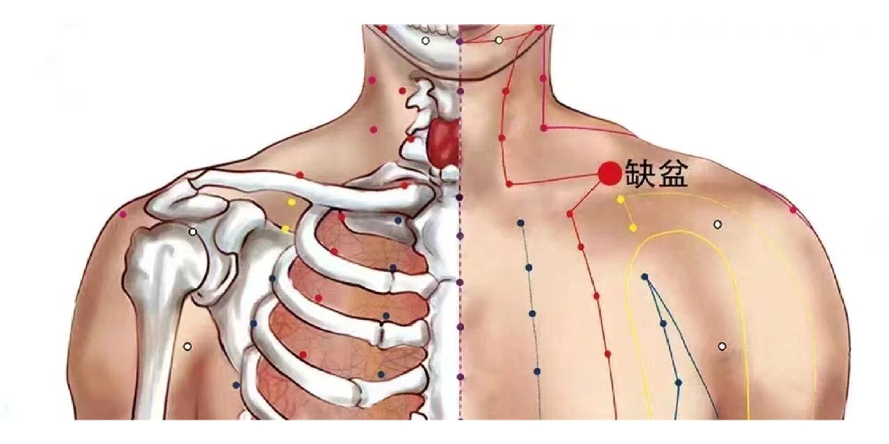 缺盆准确位置图片图片