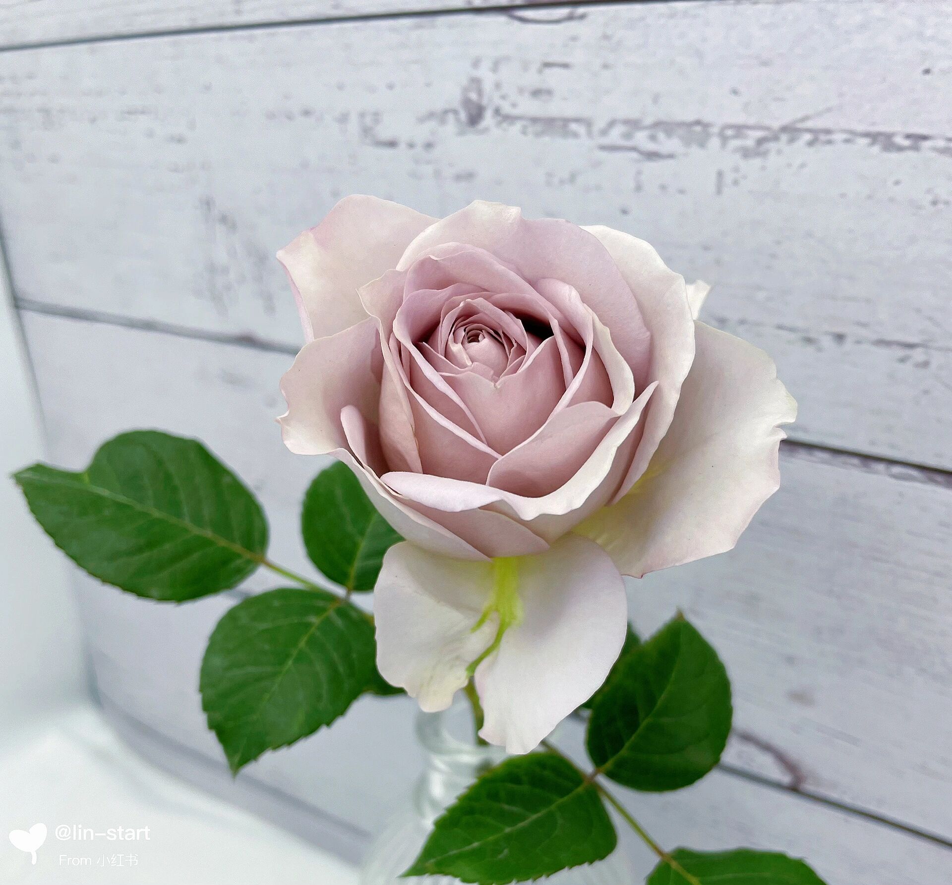 慈善月季  高级复古色切花 慈善月季颜色非常特别,很高级的复古色调