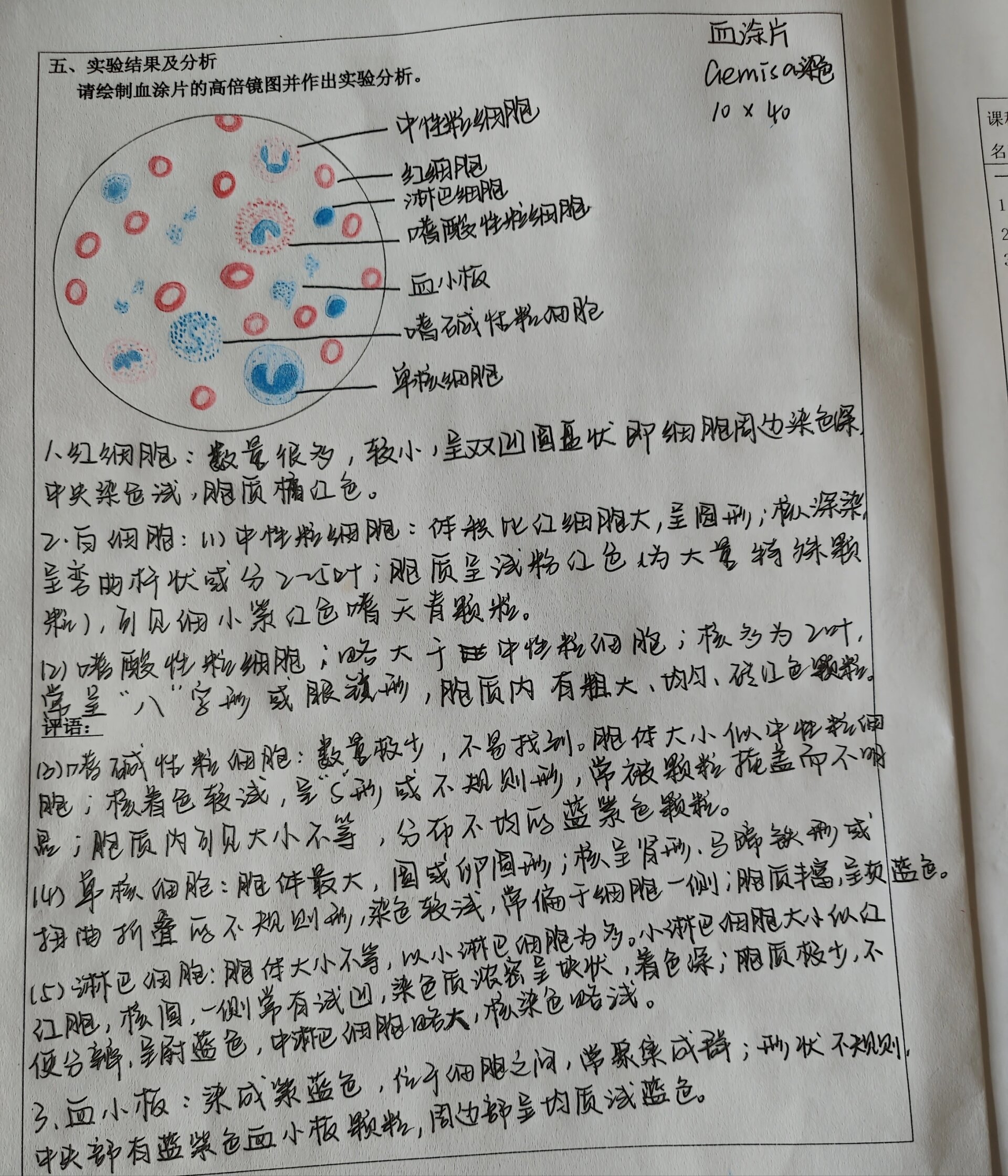 血涂片红蓝铅笔绘图 周末还满课的只有我了吧