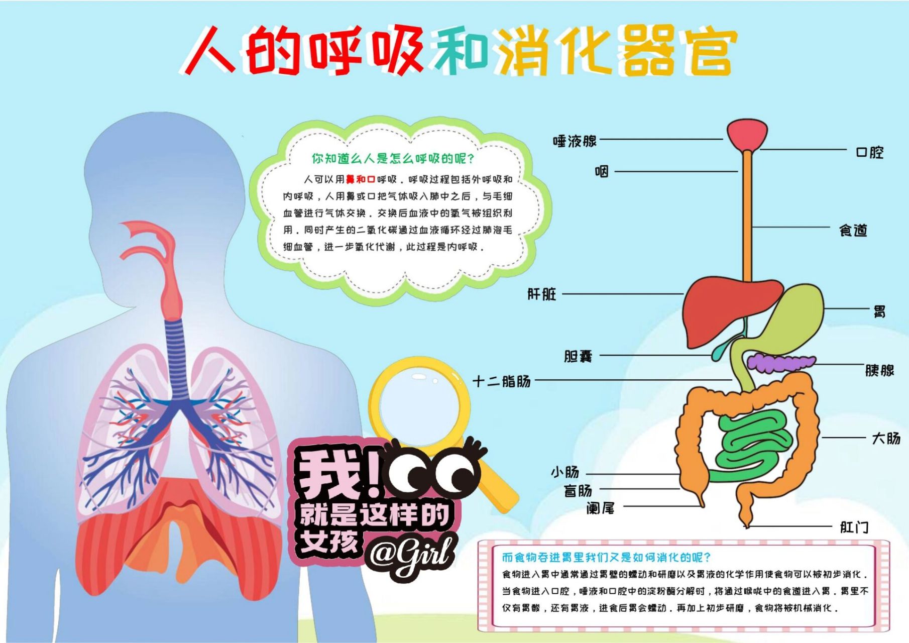 关于人体的手抄报生物图片