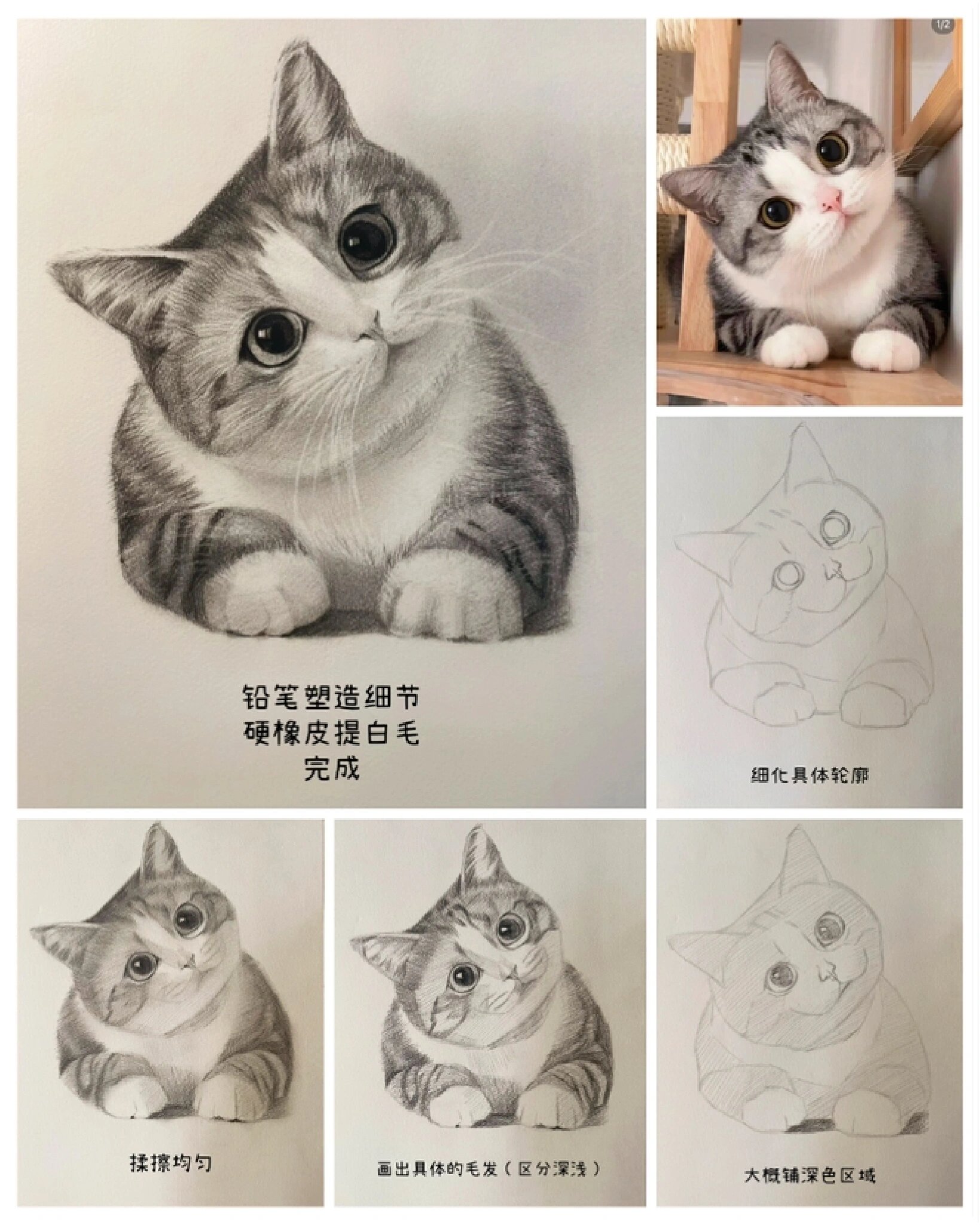 猫咪素描画法步骤图片图片