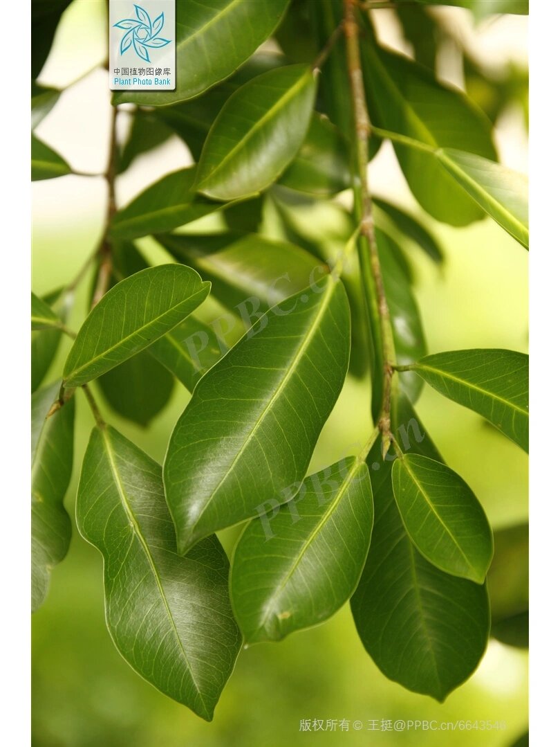 别名:小叶榕,万年青 科:桑科 属:榕属 形态特征: 乔木,高15-20米