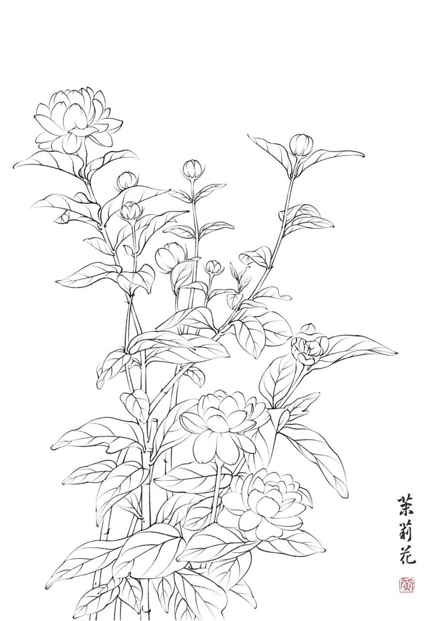 茉莉花 图片参考来源