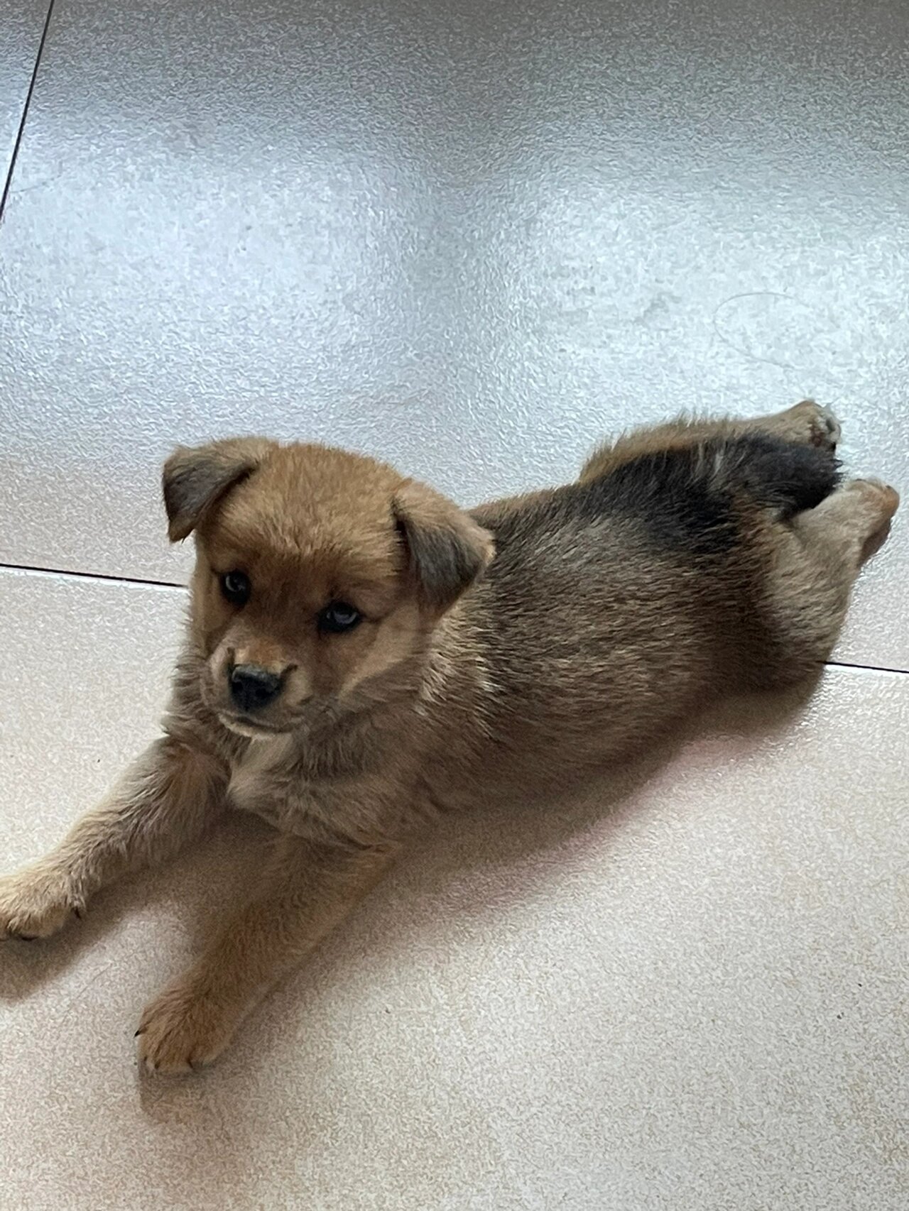 家里小土狗四个月的成长