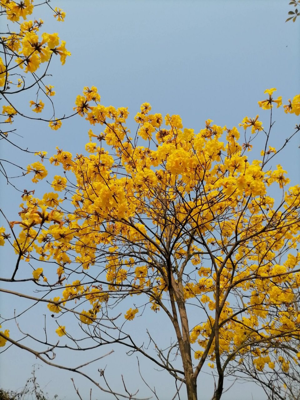 黄花风铃木 黄花风铃花的花语是感谢,寓意着真挚的感谢,感恩.