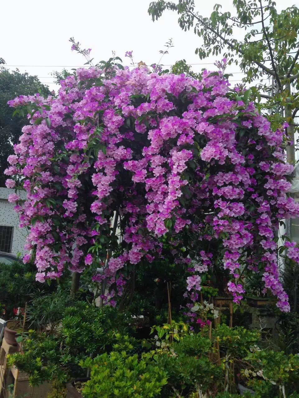 种植蒜香藤爆花的窍诀 在百度上看到我种的蒜香藤照片了,其实种植蒜香