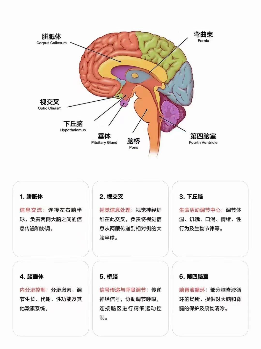 大脑的功能分区与作用