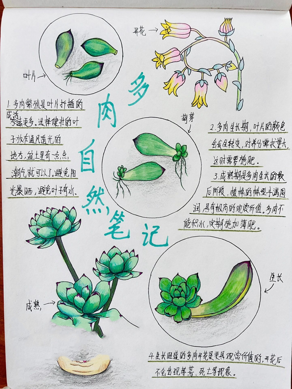 原创自然笔记-多肉 家里养了很多年的多肉,都没有长出花,我再耐心的