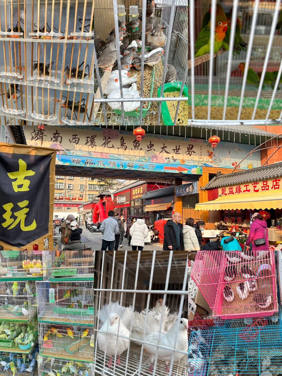 济南西环花鸟鱼虫大世界 来这样的市场逛逛 感受下烟火气 感受下节前