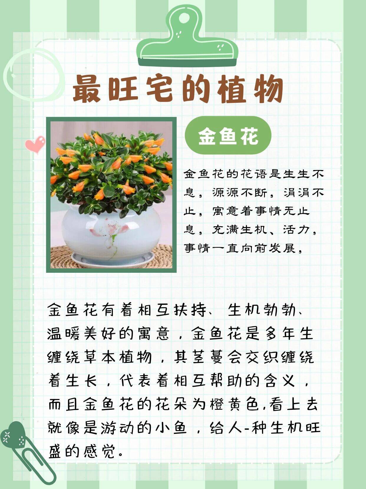 十种最旺宅的植物 第一名