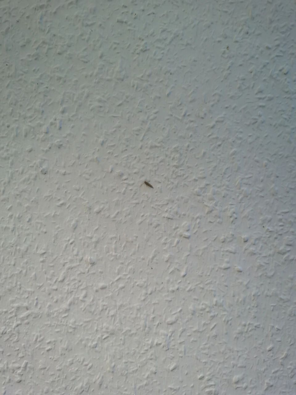 9990房间里老是有这种虫子怎么办 由于房间是一楼的阴面,整体有点